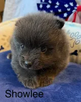 Showlee, a female Pomeranian for sale in Austin, TX – 1 of 4