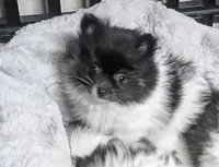 Gypz, a female Pomeranian for sale in Austin, TX – 3 of 5