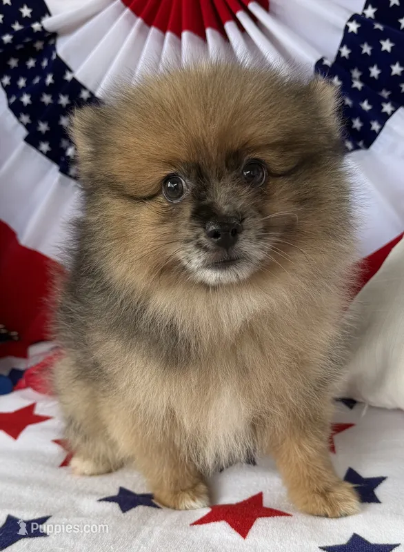 Levi – Pomeranian puppy for sale in Austin, TX