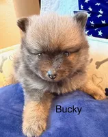 Bucky, a male Pomeranian for sale in Austin, TX – 4 of 5