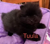Tuula [ A Halloween Treat ], a female Pomeranian for sale in Austin, TX – 5 of 7