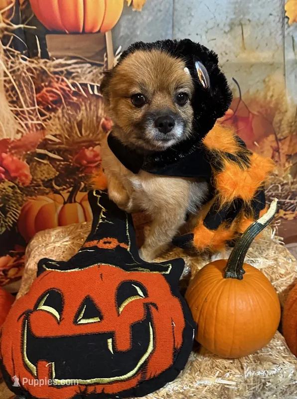 Tinker – Pomeranian puppy for sale in Austin, TX