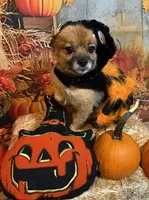Tinker, a female Pomeranian for sale in Austin, TX – 3 of 5