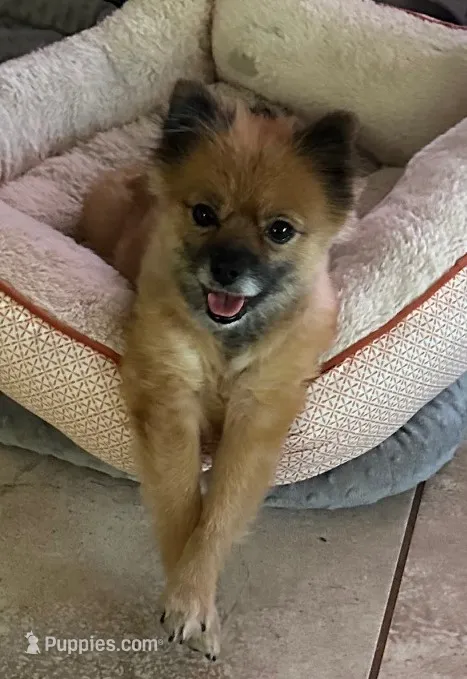 Tinker – Pomeranian puppy for sale in Austin, TX