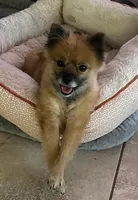 Tinker, a female Pomeranian for sale in Austin, TX – 1 of 5