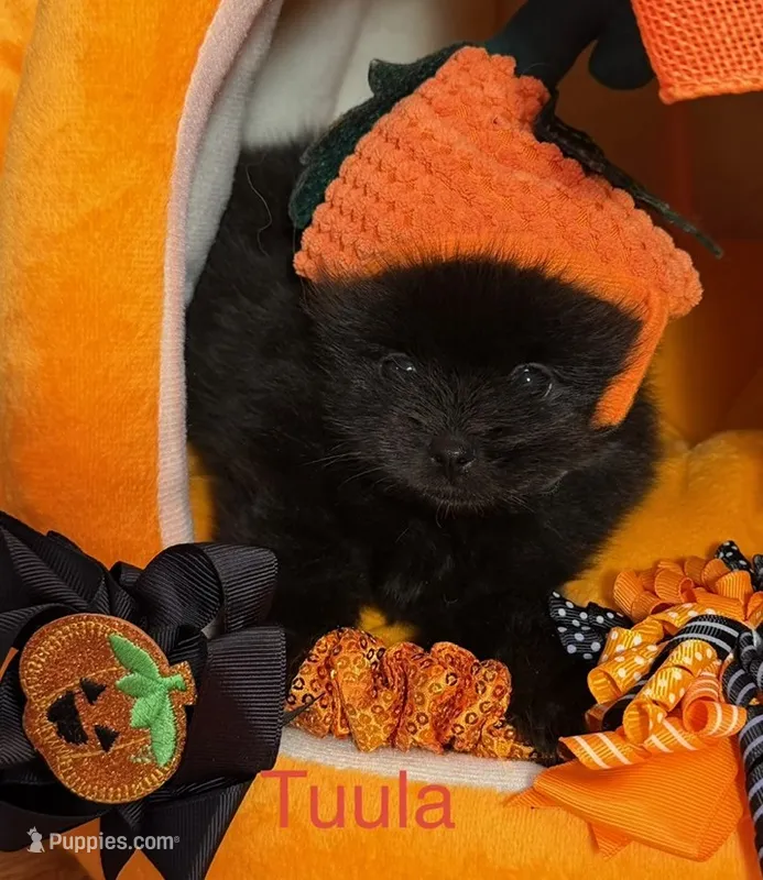 Tuula [ A Halloween Treat ] – Pomeranian puppy for sale in Austin, TX