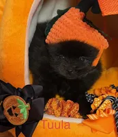 Tuula [ A Halloween Treat ], a female Pomeranian for sale in Austin, TX – 1 of 7