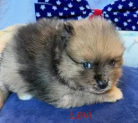 Levi, a male Pomeranian for sale in Austin, TX – 5 of 5