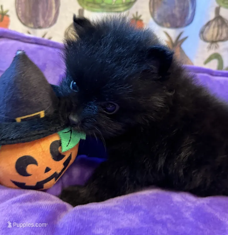 Mugsy [ He is a real Halloween Treat ] – Pomeranian puppy for sale in Austin, TX