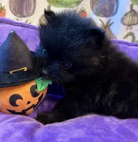 Mugsy [ He is a real Halloween Treat ], a male Pomeranian for sale in Austin, TX – 1 of 7