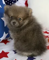 Bucky, a male Pomeranian for sale in Austin, TX – 5 of 10
