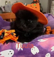 Tuula [ A Halloween Treat ], a female Pomeranian for sale in Austin, TX – 3 of 7