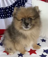 Levi Golden Merle Pomeranian, a male Pomeranian for sale in Austin, TX – 2 of 7