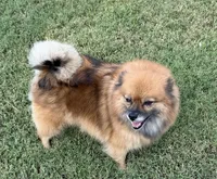 Tinker, a female Pomeranian for sale in Austin, TX – 5 of 6