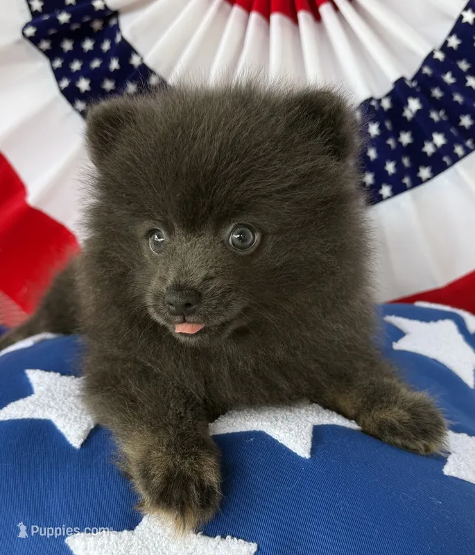 Showlee – Pomeranian puppy for sale in Austin, TX