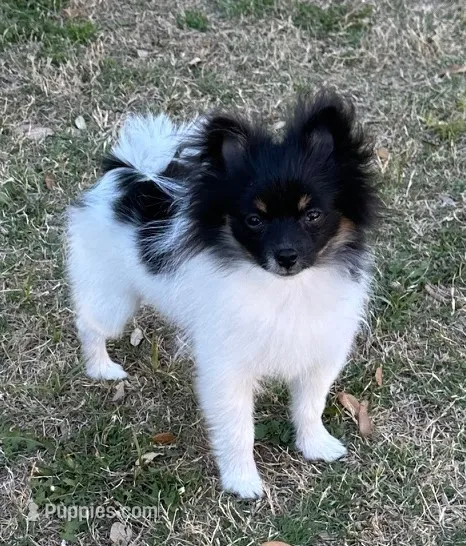 Gypz – Pomeranian puppy on hold in Austin, TX