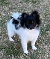 Gypz, a female Pomeranian for sale in Austin, TX – 1 of 5