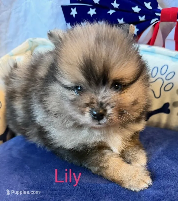 Lily – Pomeranian puppy for sale in Austin, TX