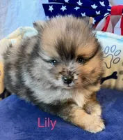 Lily, a female Pomeranian for sale in Austin, TX – 1 of 6