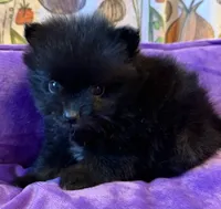 Mugsy [ He is a real Halloween Treat ], a male Pomeranian for sale in Austin, TX – 7 of 7