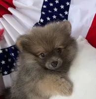 Bucky, a male Pomeranian for sale in Austin, TX – 3 of 10