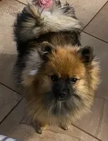 Tinker, a female Pomeranian for sale in Austin, TX – 2 of 5