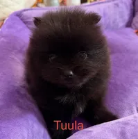 Tuula [ A Halloween Treat ], a female Pomeranian for sale in Austin, TX – 2 of 7