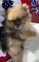 Levi Golden Merle Pomeranian, a male Pomeranian for sale in Austin, TX – 6 of 7
