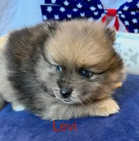 Levi, a male Pomeranian for sale in Austin, TX – 4 of 5