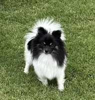 Gypz, a female Pomeranian for sale in Austin, TX – 4 of 5