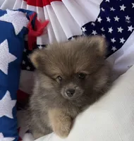Bucky, a male Pomeranian for sale in Austin, TX – 2 of 10