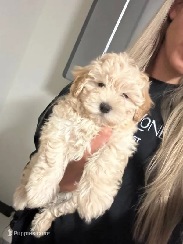 Leo – Maltipoo, Poodle - Toy  puppy for sale in Sacramento, CA