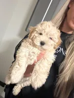Leo, a male Maltipoo and Poodle - Toy  for sale in Sacramento, CA – 1 of 1