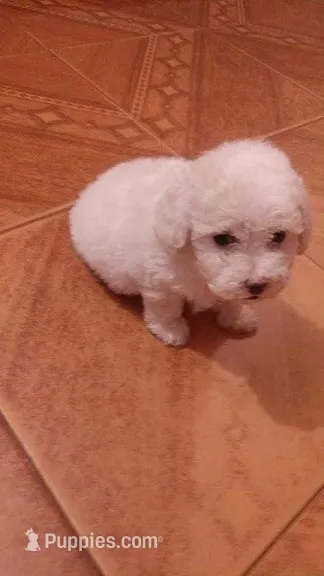 No Name Yet 4 – Maltipoo, Poodle - Toy  puppy for sale in Santa Clarita, CA