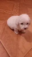 No Name Yet 4, a female Maltipoo and Poodle - Toy  for sale in Santa Clarita, CA – 1 of 1