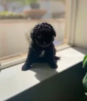 Tokyo , a male Maltipoo and Poodle - Toy  for sale in Burbank, CA – 1 of 1