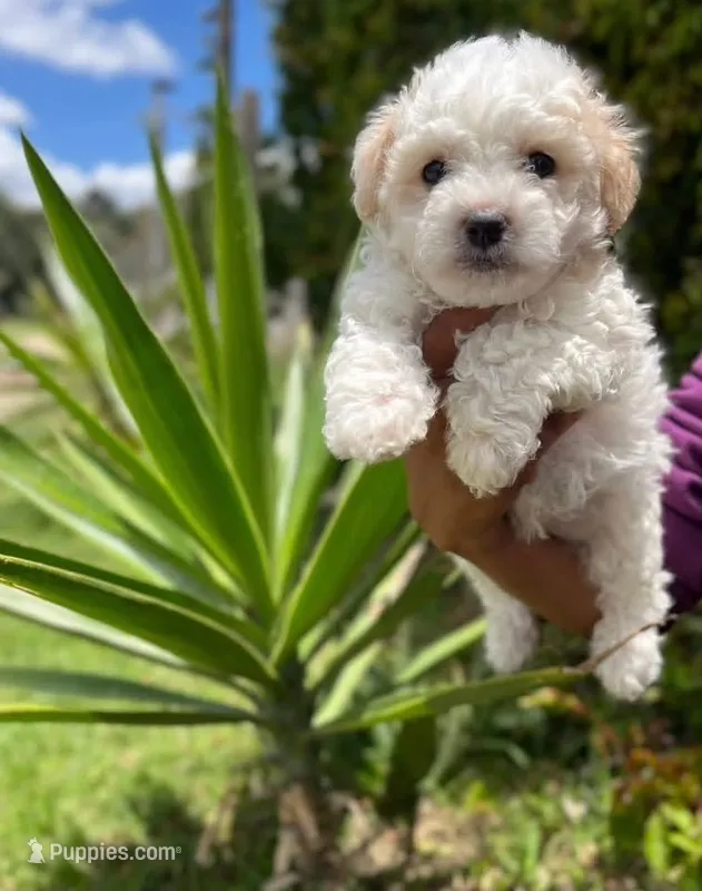chico – Maltipoo, Poodle - Toy  puppy for sale in Burbank, CA