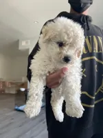 No Name Yet 2, a male Maltipoo and Poodle - Toy  for sale in Santa Clarita, CA – 1 of 1