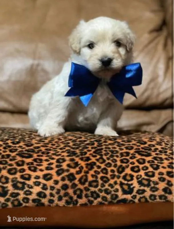 Minu – Maltipoo, Poodle - Toy  puppy for sale in Sacramento, CA