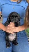 Hingel, a female Maltipoo and Poodle - Toy  for sale in Burbank, CA – 1 of 1