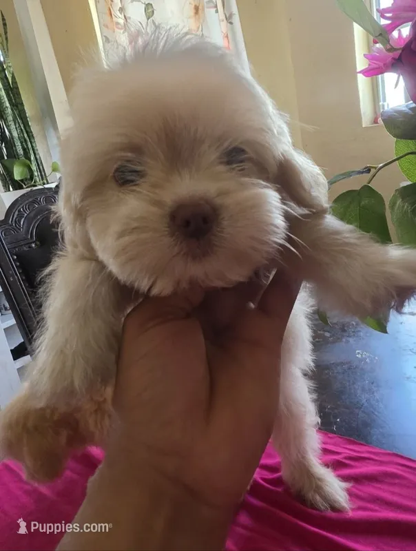 Jojo – Maltipoo, Poodle - Toy  puppy for sale in Los Angeles, CA