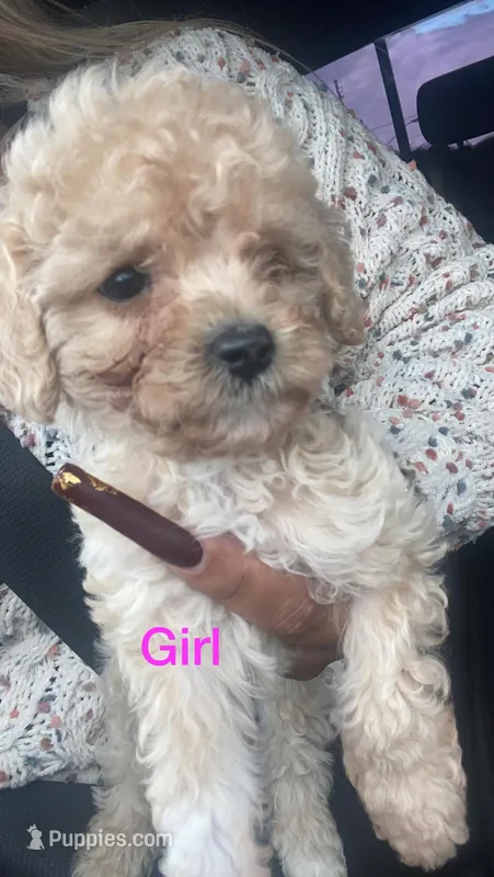Lilly – Maltipoo, Poodle - Toy  puppy for sale in Los Angeles, CA