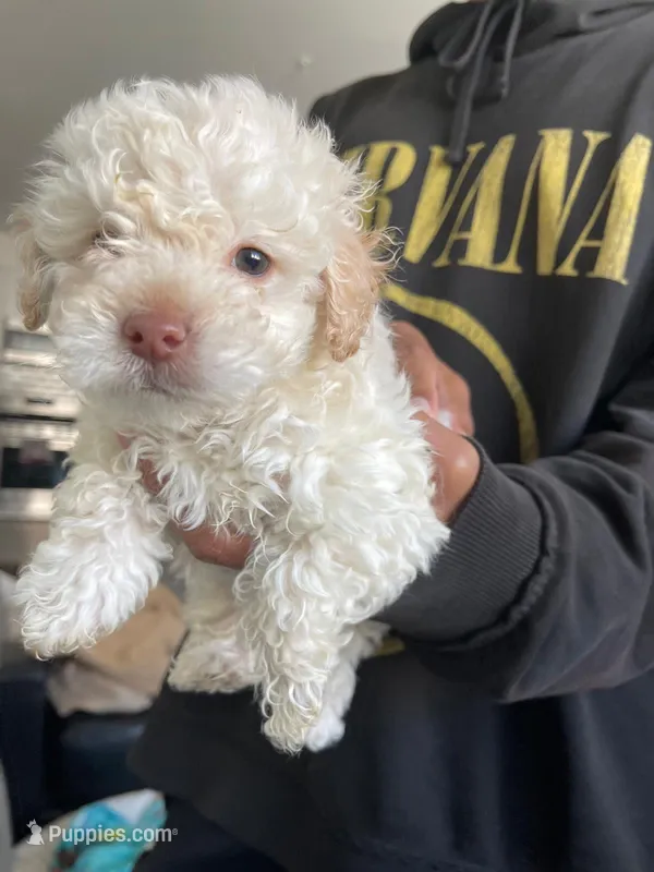 Poco – Maltipoo puppy for sale in Los Angeles, CA