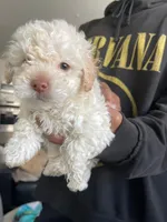 Poco, a male Maltipoo for sale in Los Angeles, CA – 1 of 1