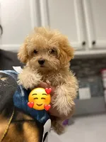 Jojo, a male Maltipoo for sale in Sacramento, CA – 1 of 1