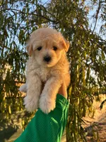 Cuma, a male Maltipoo and Poodle - Toy  for sale in Burbank, CA – 1 of 1