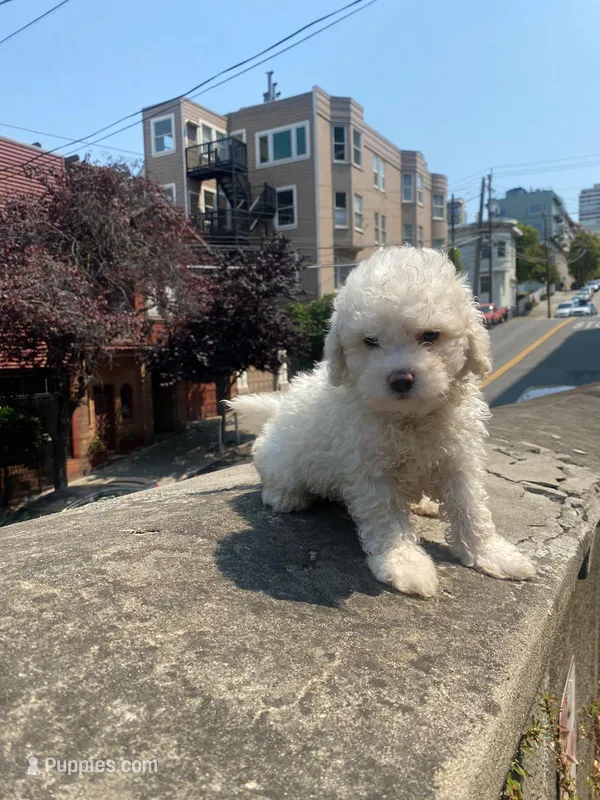 Mina – Maltipoo puppy for sale in Los Angeles, CA