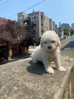 Mina, a male Maltipoo for sale in Los Angeles, CA – 1 of 1