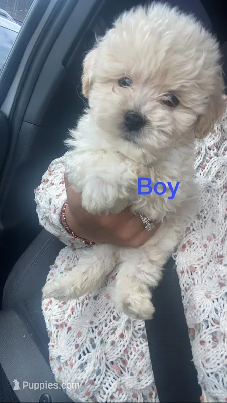 Jojo – Maltipoo, Poodle - Toy  puppy for sale in Los Angeles, CA