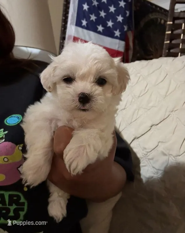 Lazu – Maltipoo, Poodle - Toy  puppy for sale in Santa Clarita, CA
